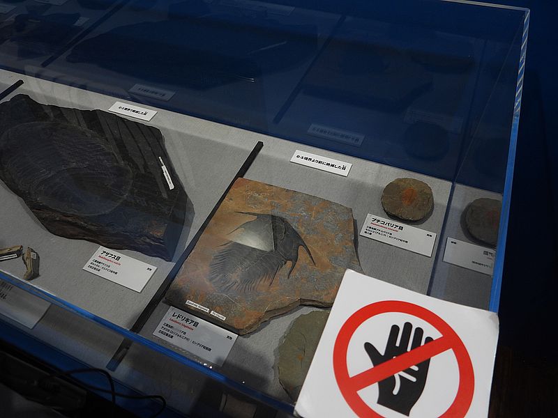 大絶滅展