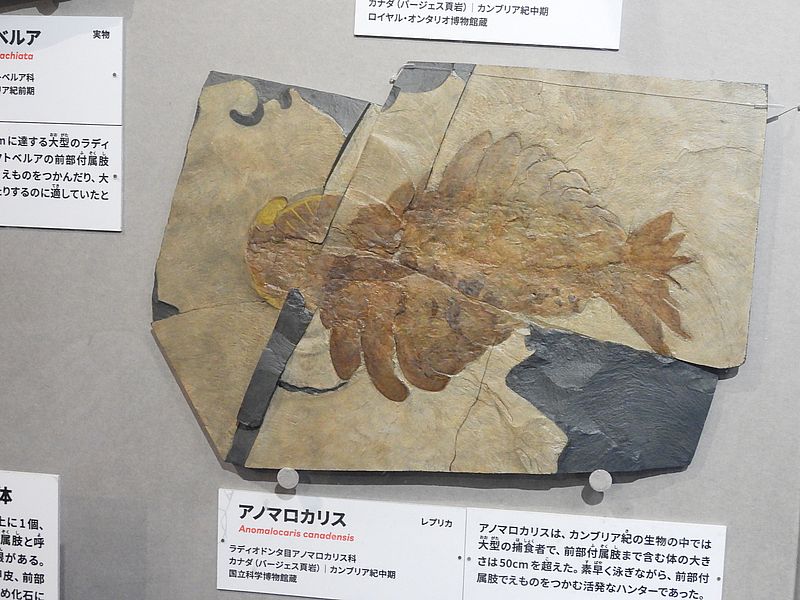 大絶滅展