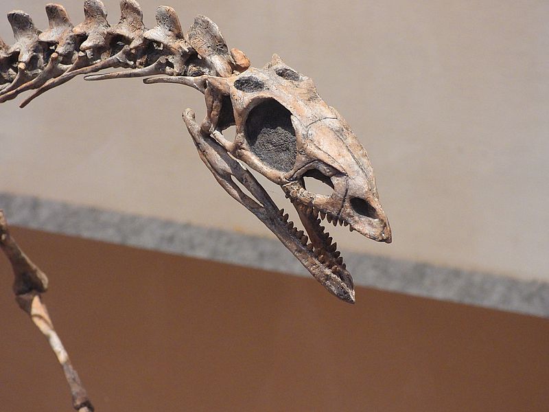 大絶滅展