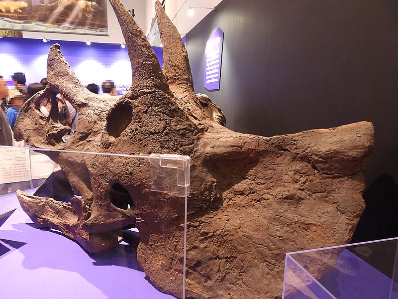 大絶滅展