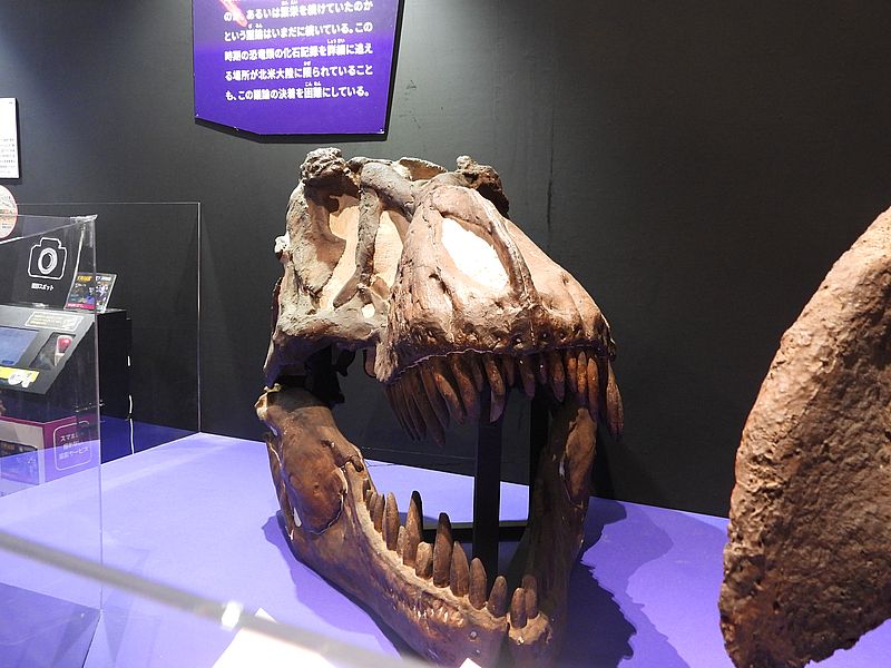大絶滅展