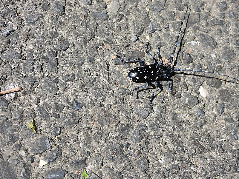 ゴマダラカミキリさん