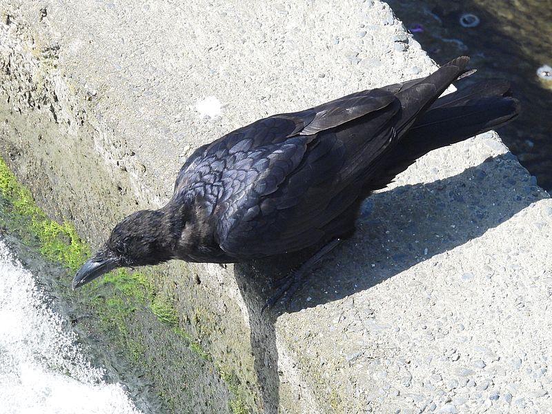 カラヤン