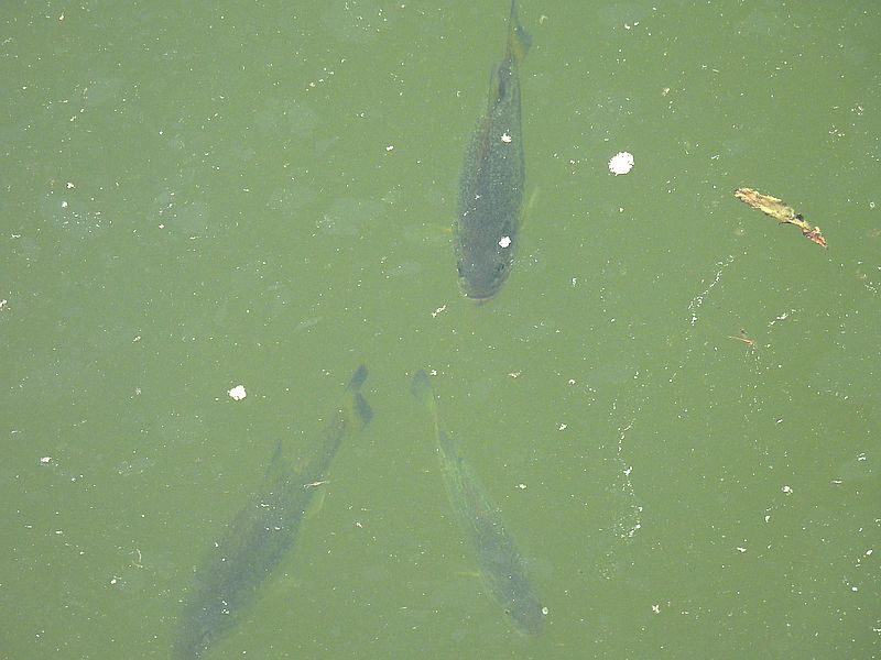 お魚