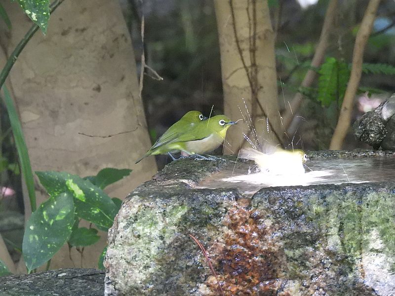 メジロン