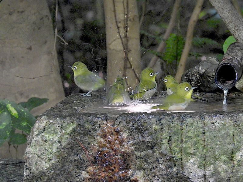 メジロン