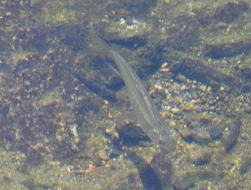 お魚いる!