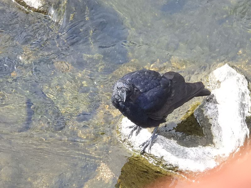 カラヤン