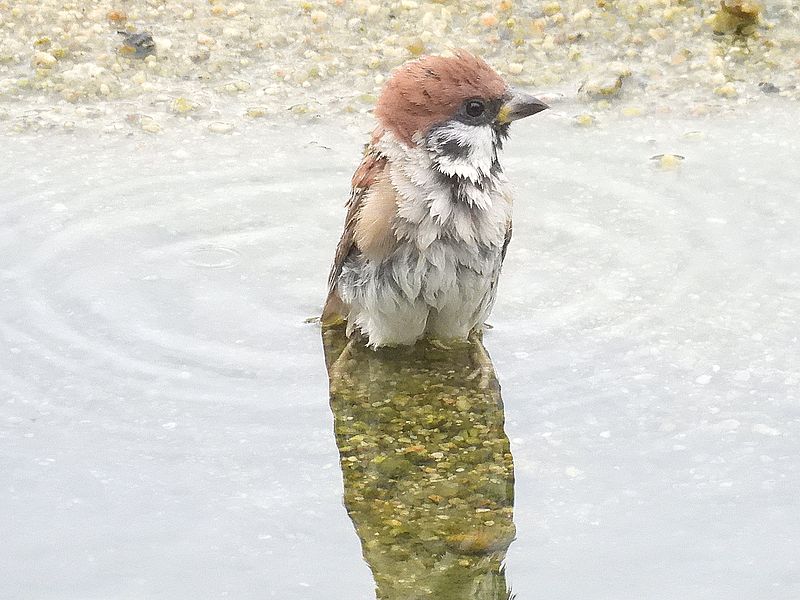 スズメちゃん