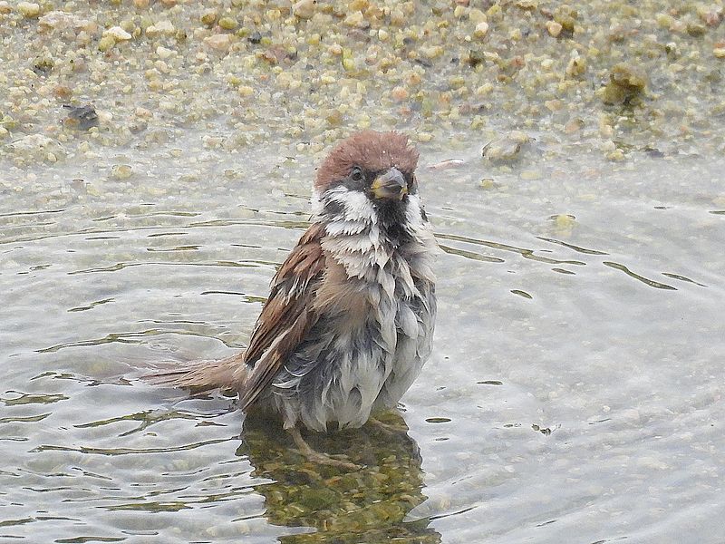 スズメちゃん