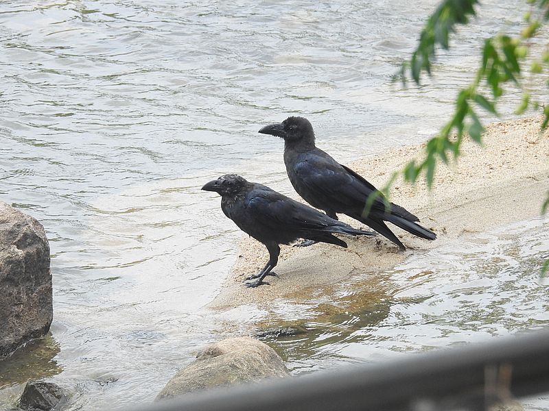 カラヤン