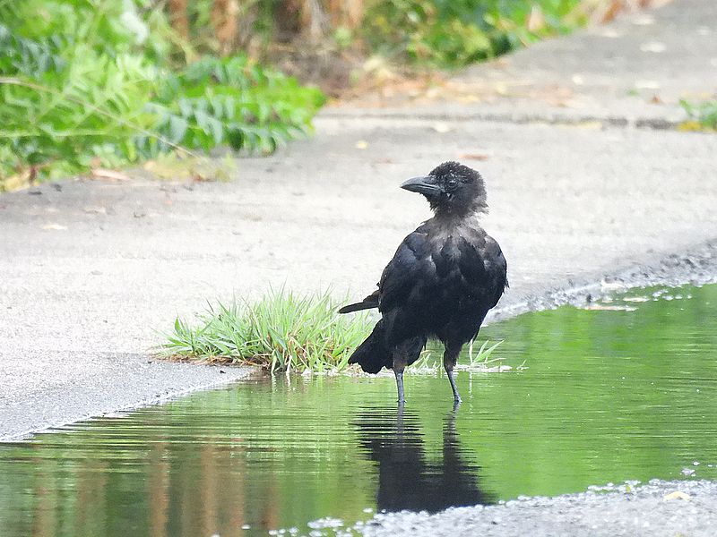カラヤン