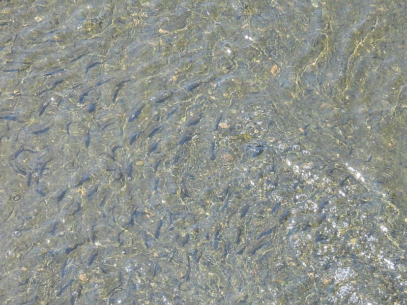 お魚