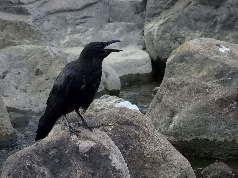 カラヤン
