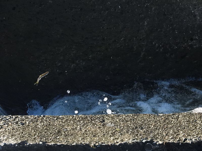 お魚ぴょいーん