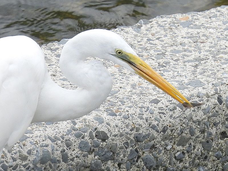 チュウダイサギちゃん