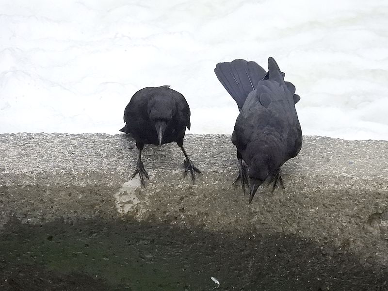 カラヤン