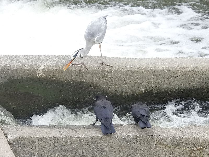 アオサギ先生とカラヤン