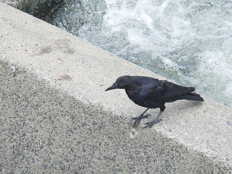 カラヤン