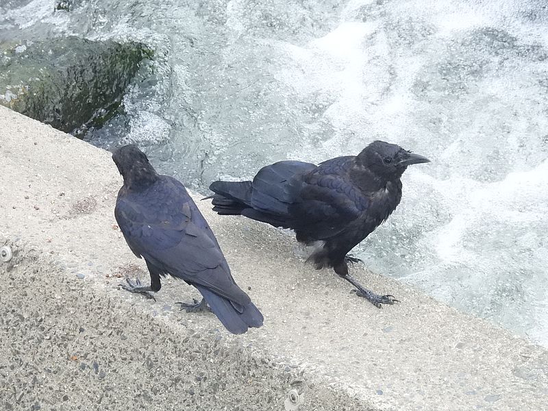 カラヤン