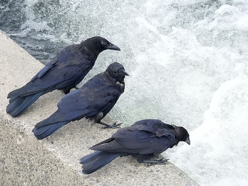 カラヤン