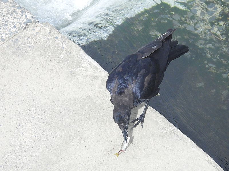カラヤン