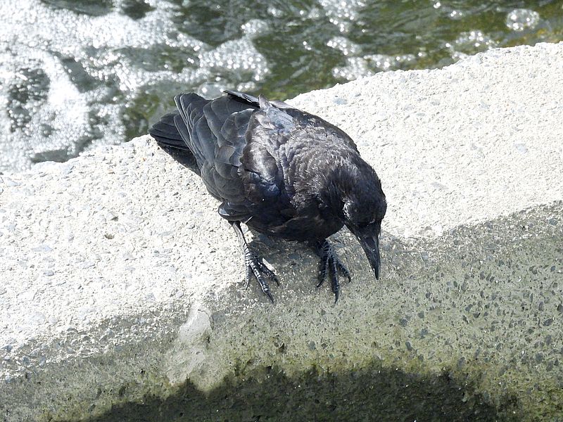 カラヤン