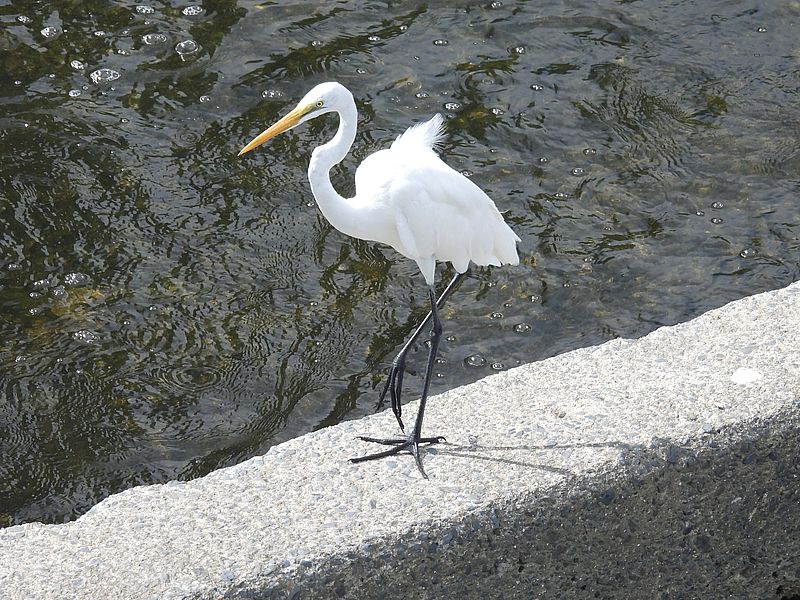 チュウダイサギちゃん