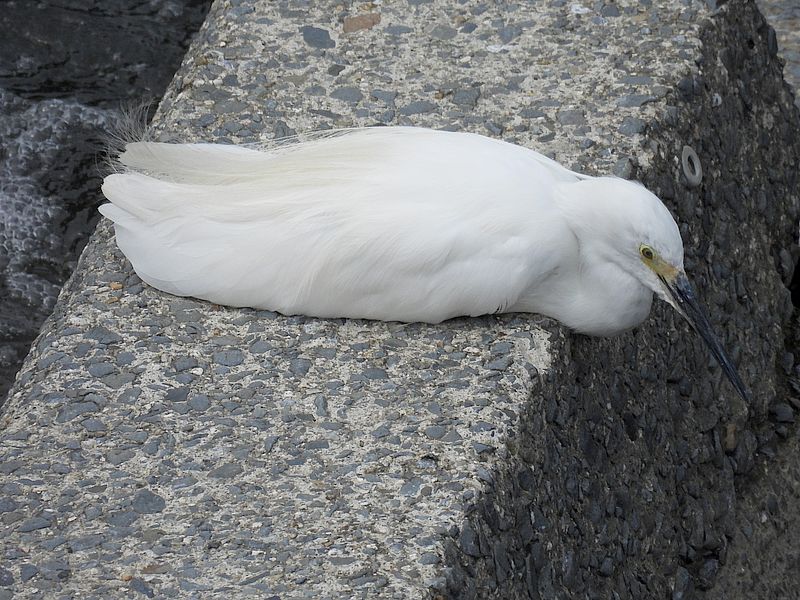 コサギちゃん