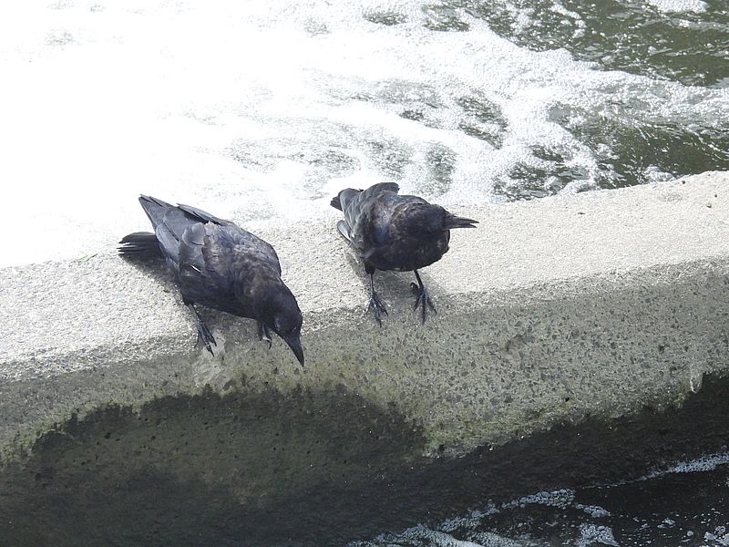 カラヤン
