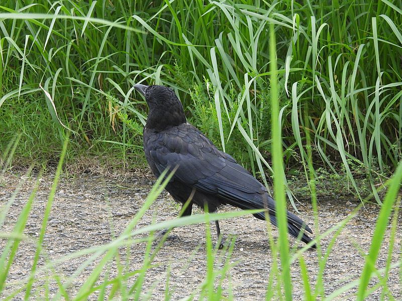 カラヤン