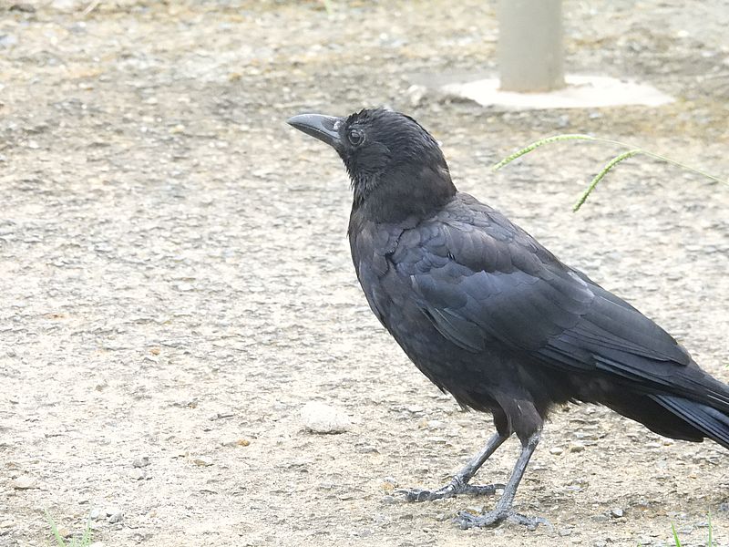 カラヤン