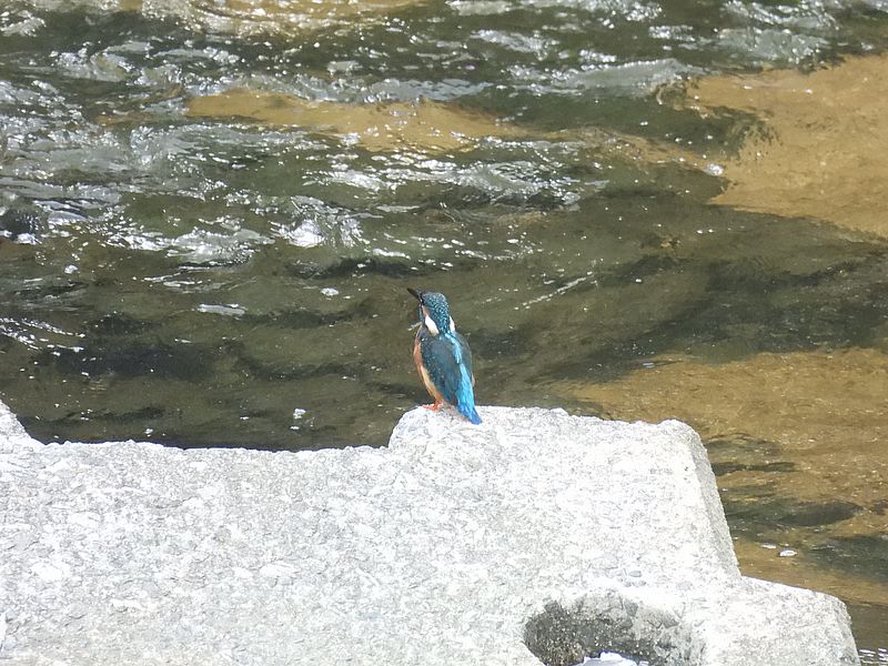カワセミちゃん