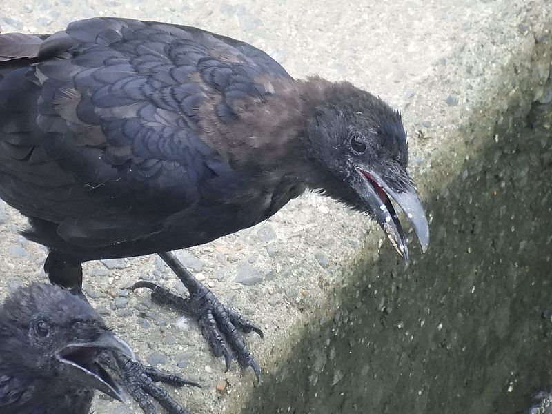 カラヤン