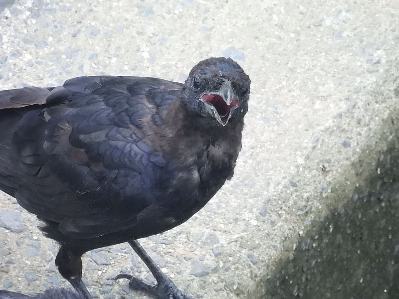 カラヤン