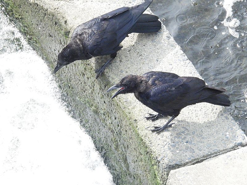 カラヤン