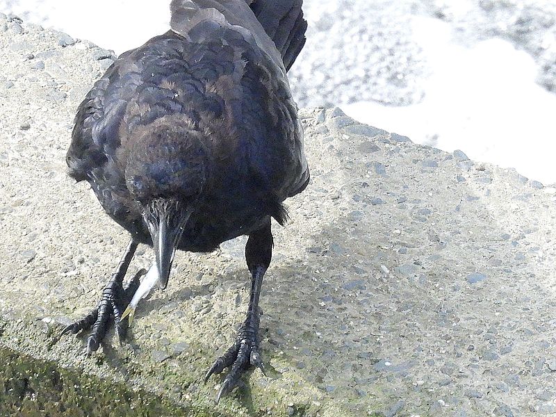 カラヤン