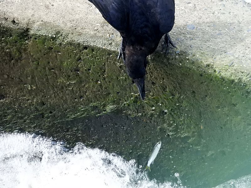 カラヤン