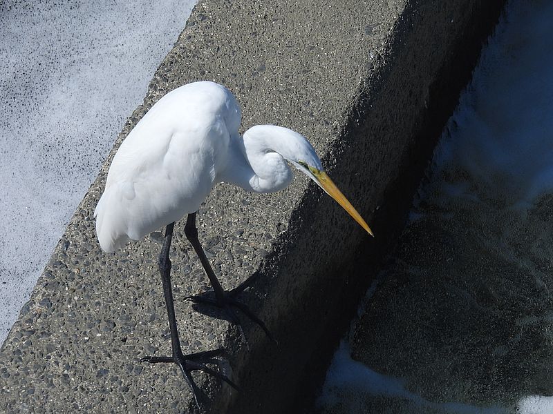 チュウダイサギちゃん