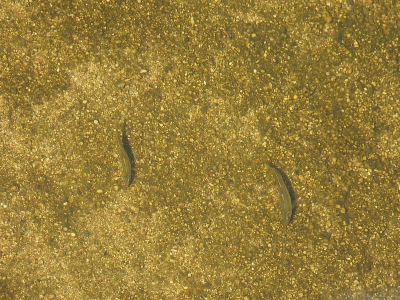 お魚はいる
