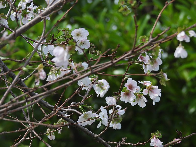 十月桜
