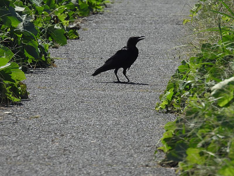 カラヤン