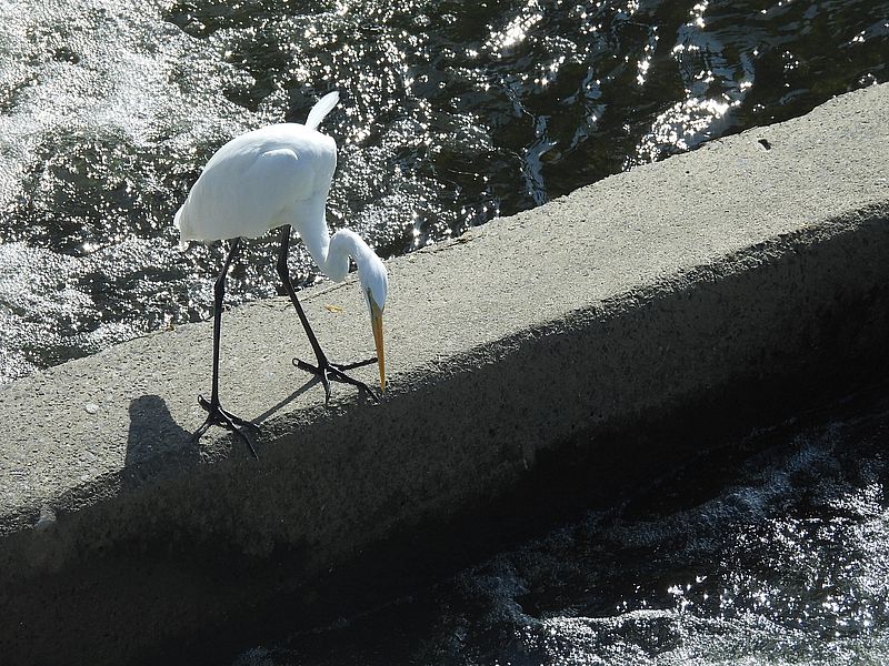 チュウダイサギちゃん