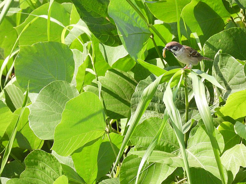 ちゅんこも芋ちゃん捕まえた！