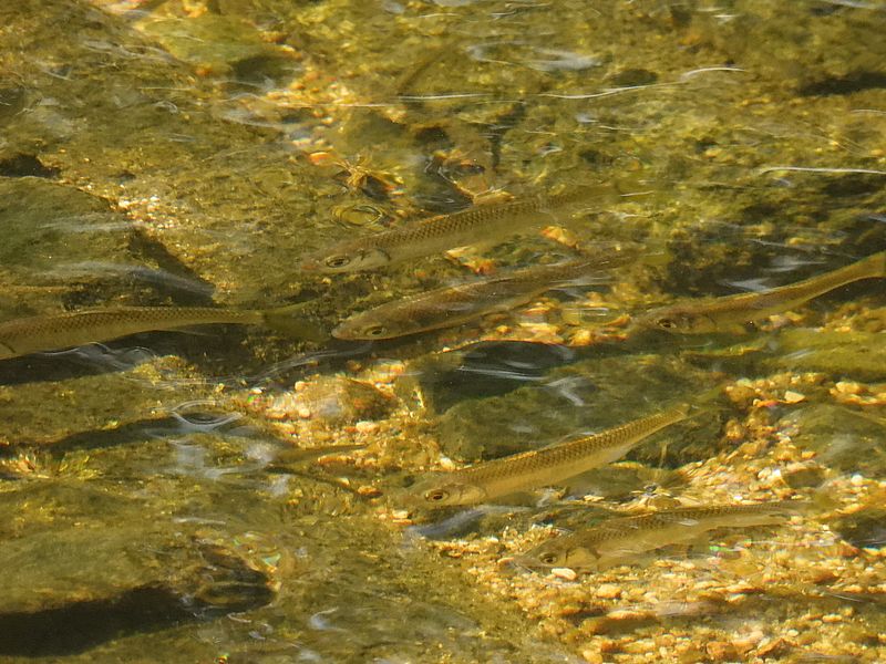 お魚