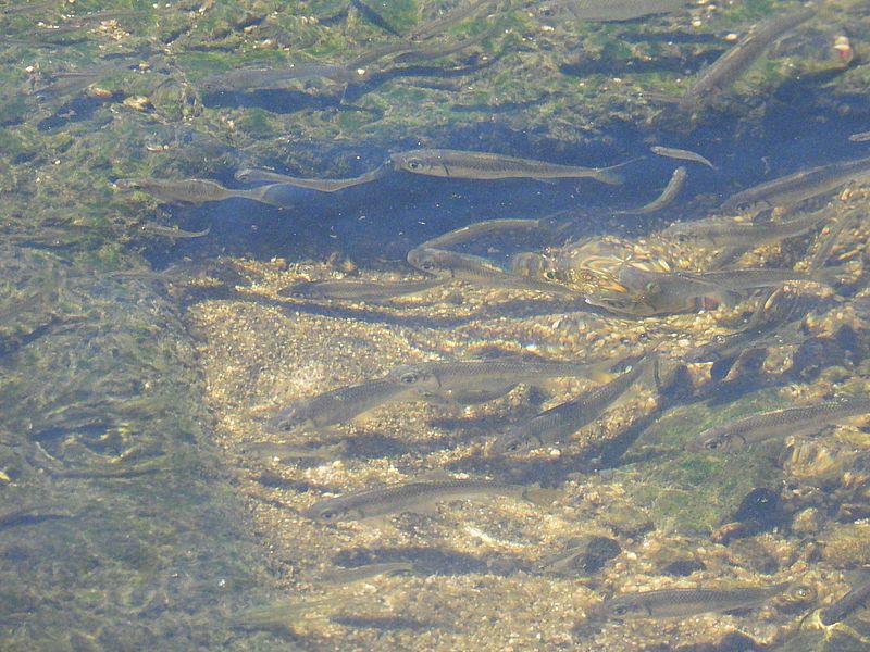 お魚