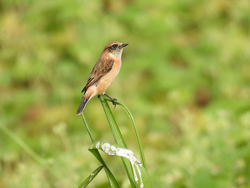 ノビちゃん