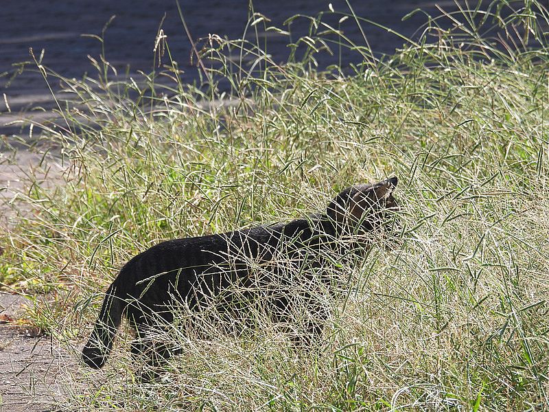 ねこ様
