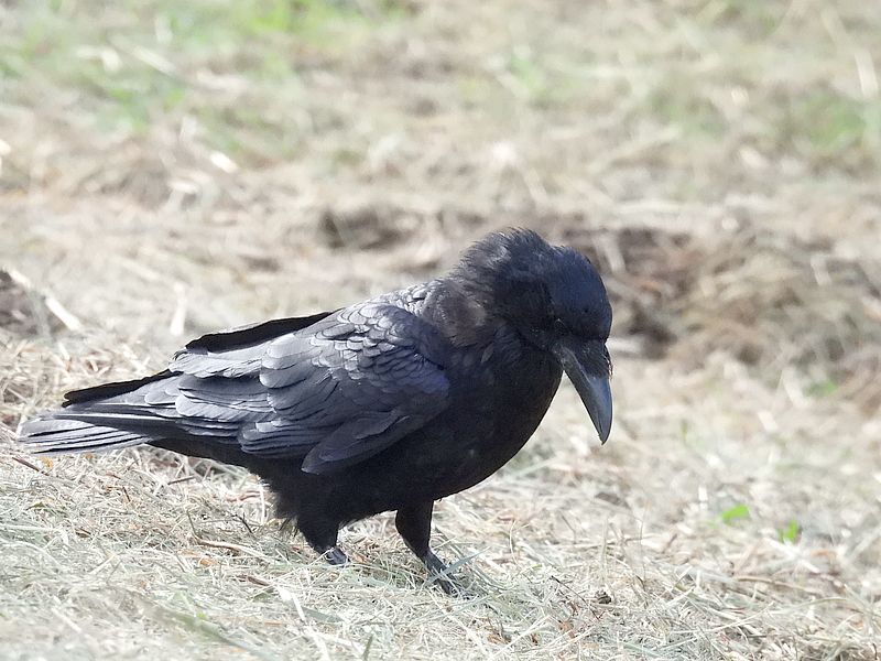 カラヤン