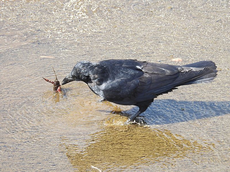 カラヤン